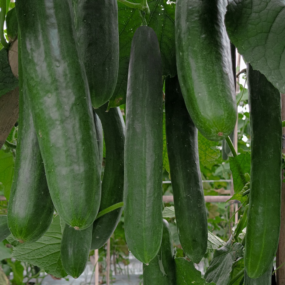 Dar Cuke (Mentimun) Dar Cuke (Mentimun)