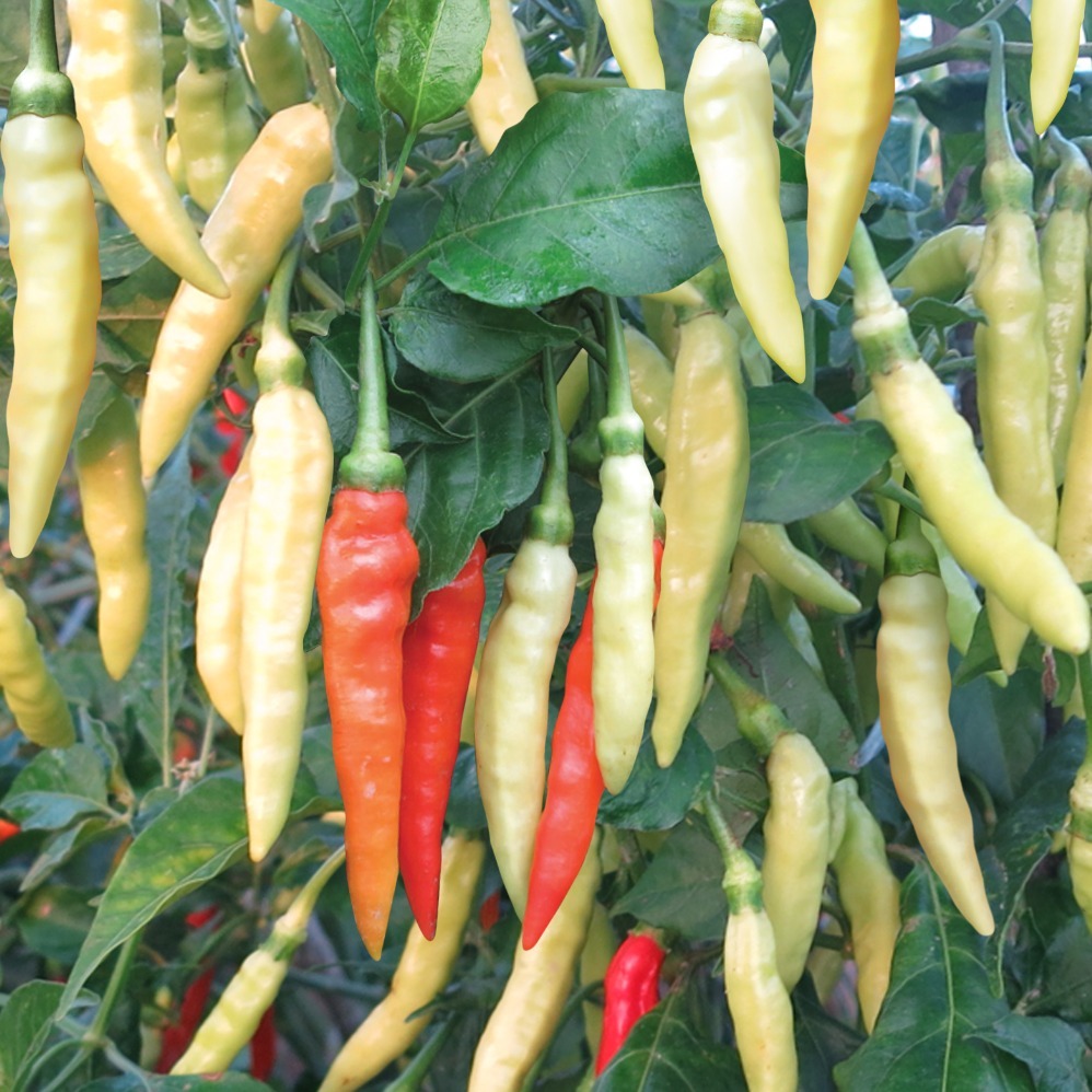 Min Cha (Cabai Rawit) Min Cha (Cabai Rawit)