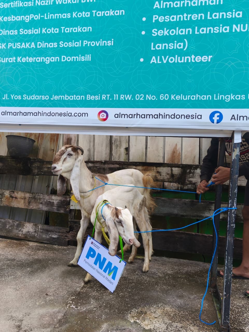 Kambing Qurban dari PNM Tarakan Kambing Qurban dari PNM Tarakan