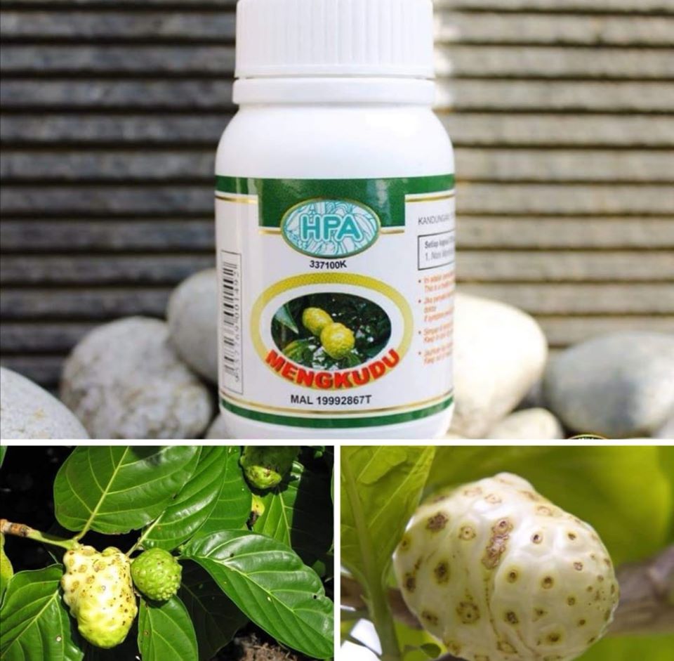 OBAT HIPERTENSI - DIABETES - IMSOMNIA - STRESS - Kuliah HPA International - MENGKUDU OBAT HIPERTENSI - DIABETES - IMSOMNIA - STRESS - Kuliah HPA International - MENGKUDU