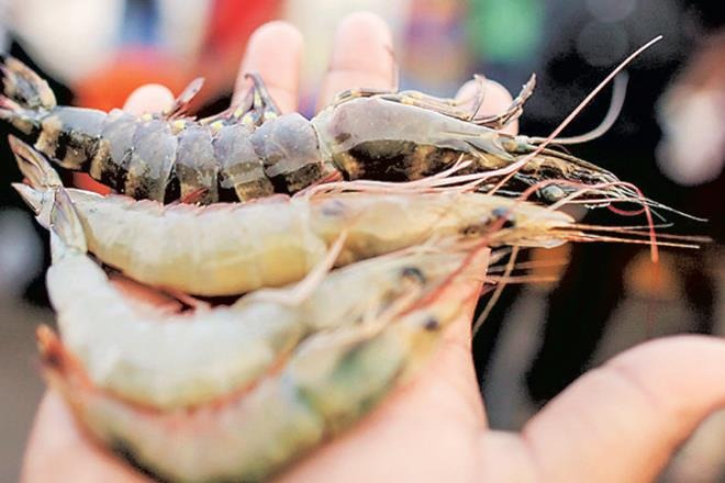 Ini lho 5 Jenis Udang yang Dapat Dikonsumsi Ini lho 5 Jenis Udang yang Dapat Dikonsumsi