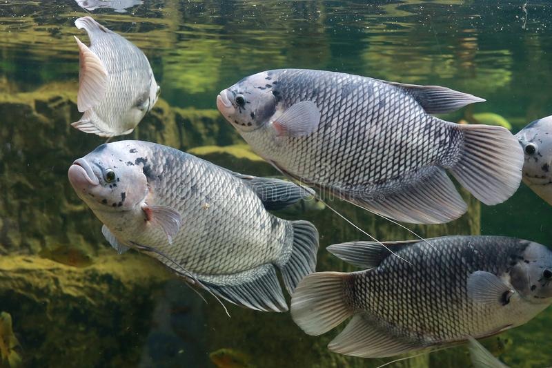 Lima Manfaat Ikan Gurame Lima Manfaat Ikan Gurame