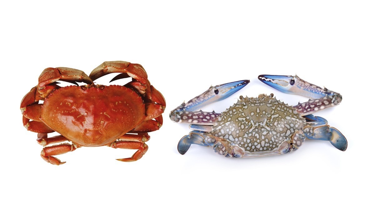 Bedanya Kepiting Dan Rajungan Bedanya Kepiting Dan Rajungan
