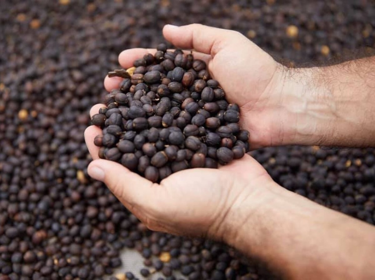 Lebih Mahal dari Emas? Ini 5 Kopi Termahal di Dunia – Worth to Buy Nggak, Sih? Lebih Mahal dari Emas? Ini 5 Kopi Termahal di Dunia – Worth to Buy Nggak, Sih?