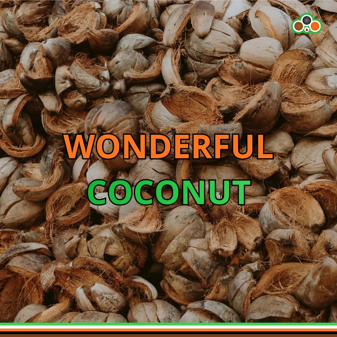 pile of coconut shells pile of coconut shells