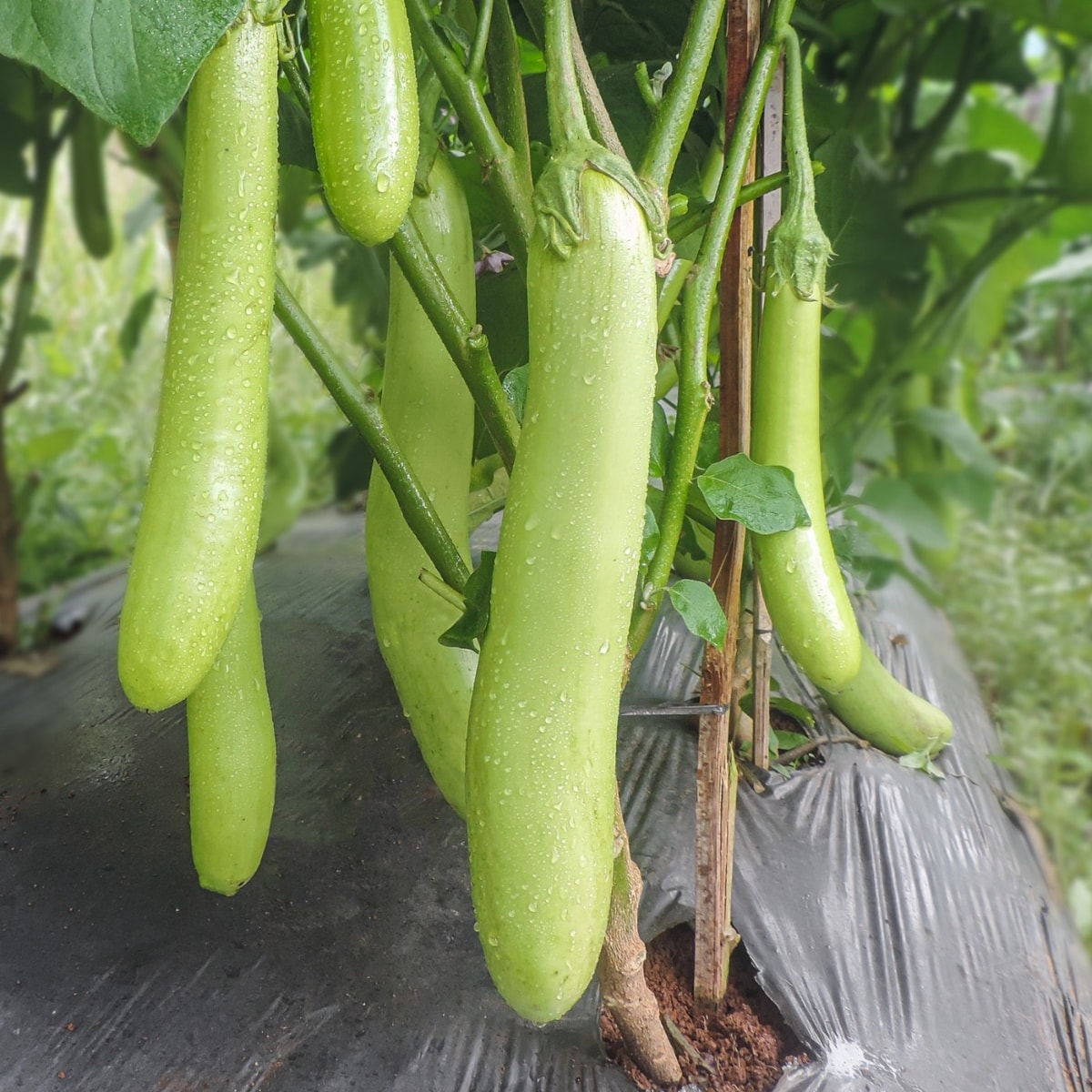 Jo Brinjal (Terong) Jo Brinjal (Terong)