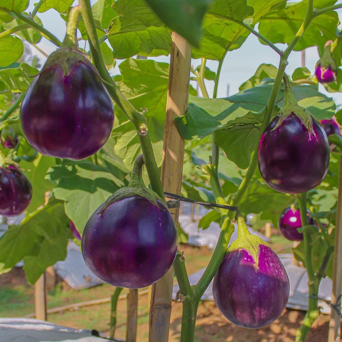 Pong Brinjal (Terong Bulat) Pong Brinjal (Terong Bulat)