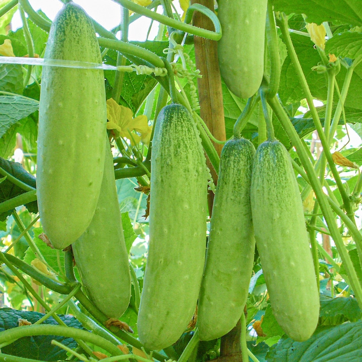 Mid Cuke (Mentimun) Mid Cuke (Mentimun)