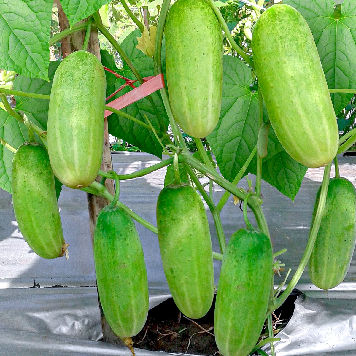 Mini Cuke (Mentimun) Mini Cuke (Mentimun)