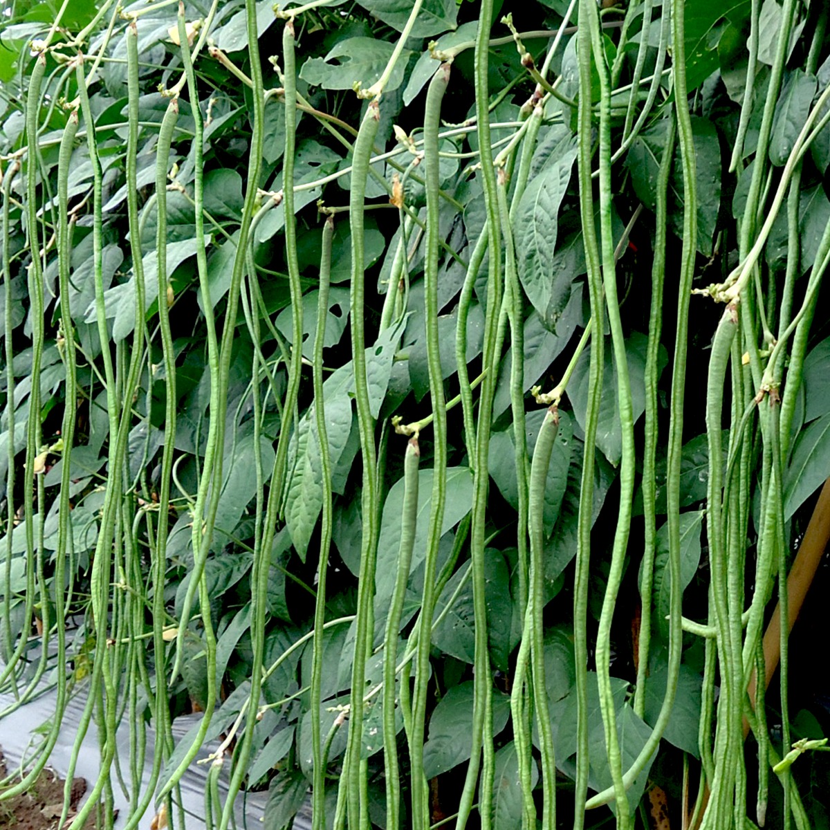 Long Been (Kacang Panjang) Long Been (Kacang Panjang)
