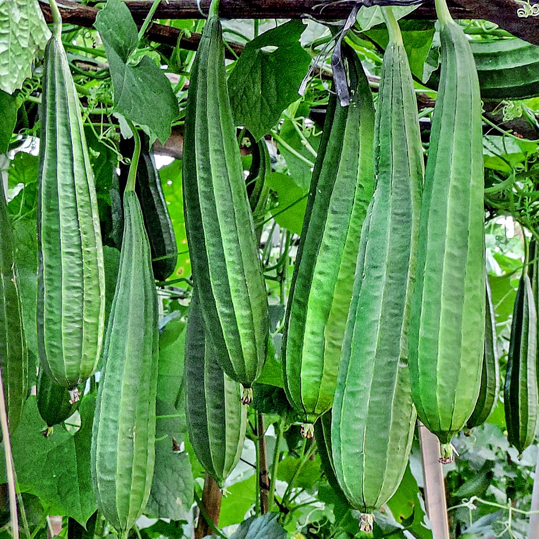 Star Luffa (Oyong) Star Luffa (Oyong)