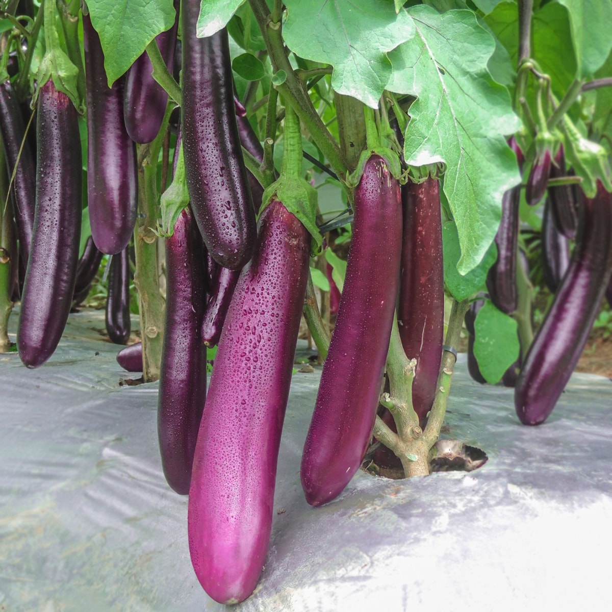 Vio Brinjal (Terong Ungu) Vio Brinjal (Terong Ungu)