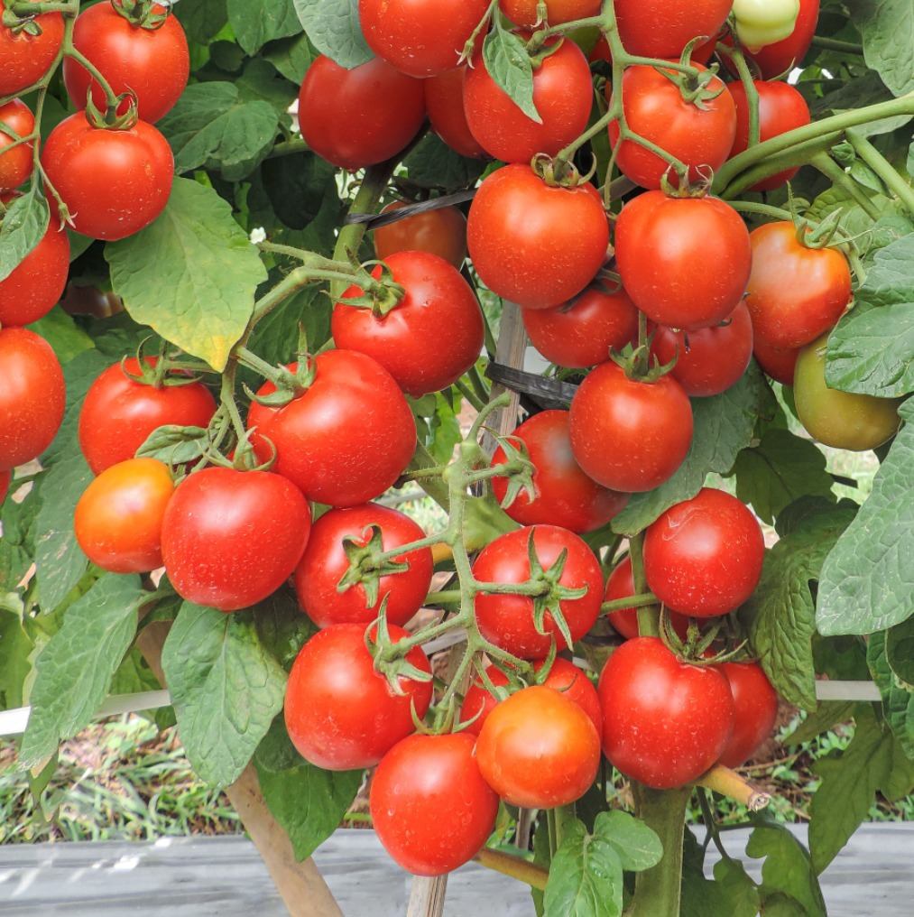 Sauce Mato (Tomat) Sauce Mato (Tomat)