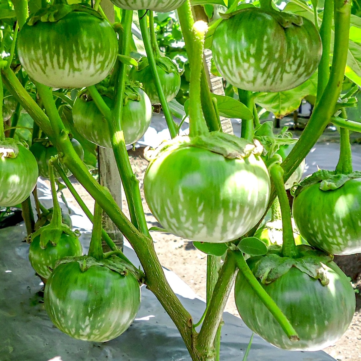 Ring Brinjal (Terong Bulat Ijo) Ring Brinjal (Terong Bulat Ijo)