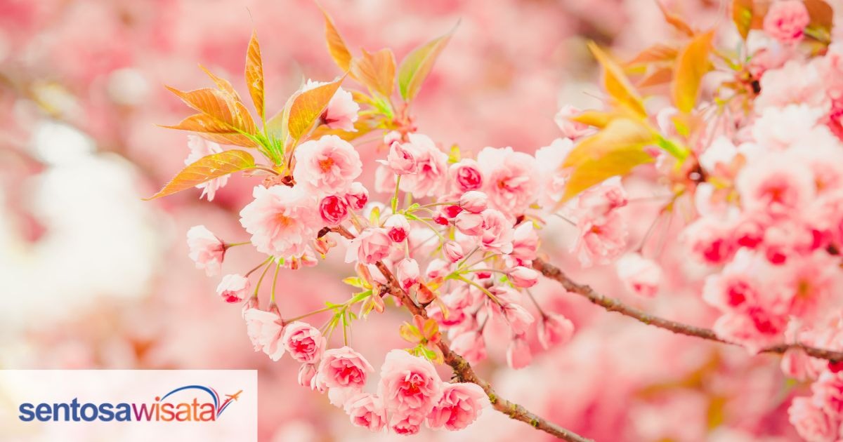 Bunga Sakura Jepang: Waktu dan Tempat Terbaik Untuk Datang Bunga Sakura Jepang: Waktu dan Tempat Terbaik Untuk Datang