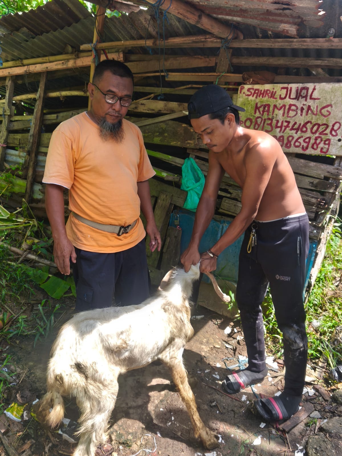 Persiapan kambing untuk penyembelihan Persiapan kambing untuk penyembelihan