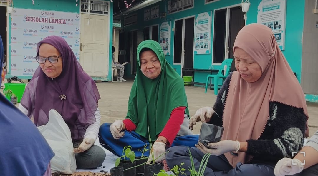 Lansia Almarhamah Menanam Bibit Tomat Lansia Almarhamah Menanam Bibit Tomat