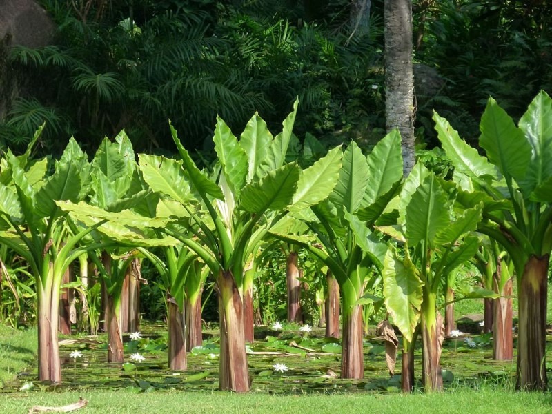 Pisang Amazon Madagascar (Typhonodorum): Keajaiban Tanaman Tropis di Taman Anda Pisang Amazon Madagascar (Typhonodorum): Keajaiban Tanaman Tropis di Taman Anda