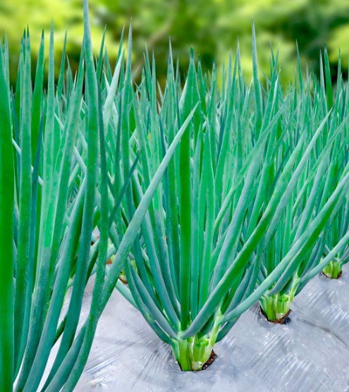 Green Prei (Bawang Daun) Green Prei (Bawang Daun)