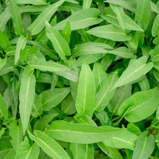 Water Spinach (Kangkung) Water Spinach (Kangkung)