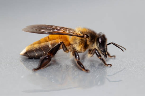 About Apis Dorsata Bee About Apis Dorsata Bee