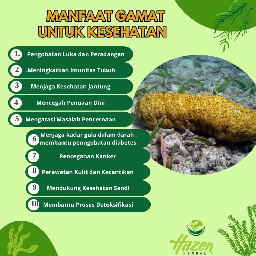 Manfaat teripang untuk Kesehatan