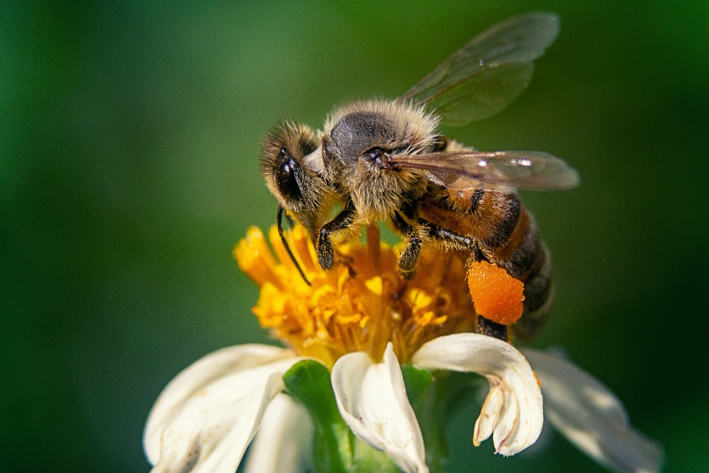 Bee pollen yang terdiri dari serbuk sari yang terkumpul di kaki lebah sangat bermanfaat untuk kecantikan. (https://www.freepik.com/author/wirestock)