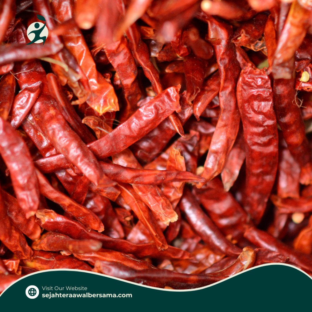 Teja Dried Chili from PT Sejahtera Awal Bersama