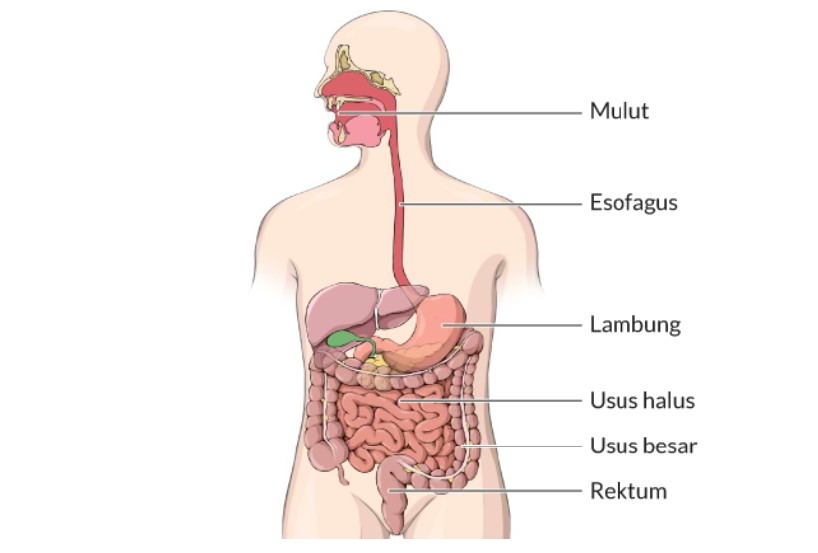 organ pencernaan pada tubuh manusia