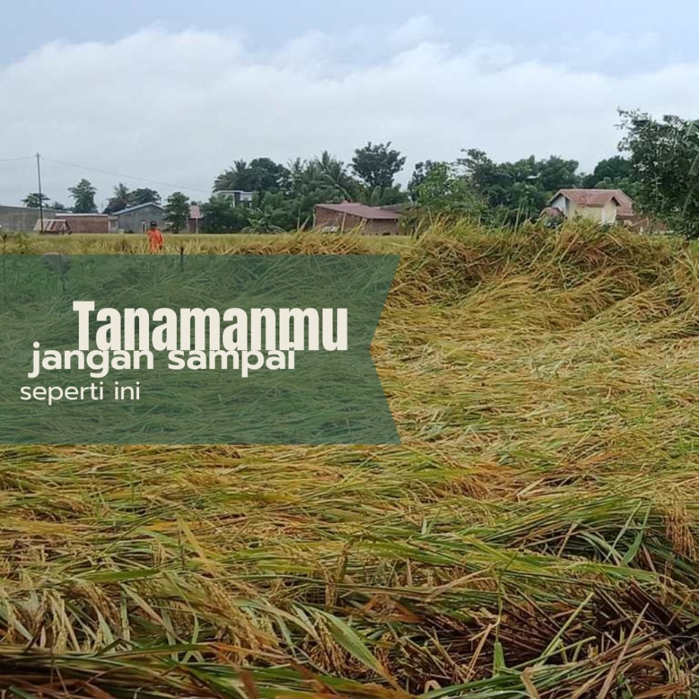 Tanaman padi rebah merupakan indikasi kekurangan hara silika