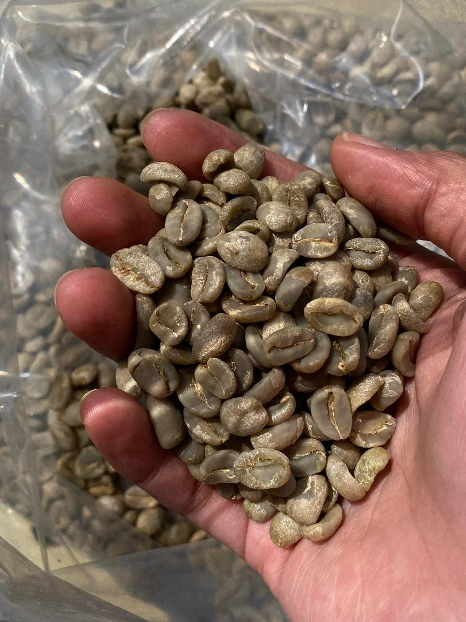 Luwak Coffee: Coffee Selected by Nature