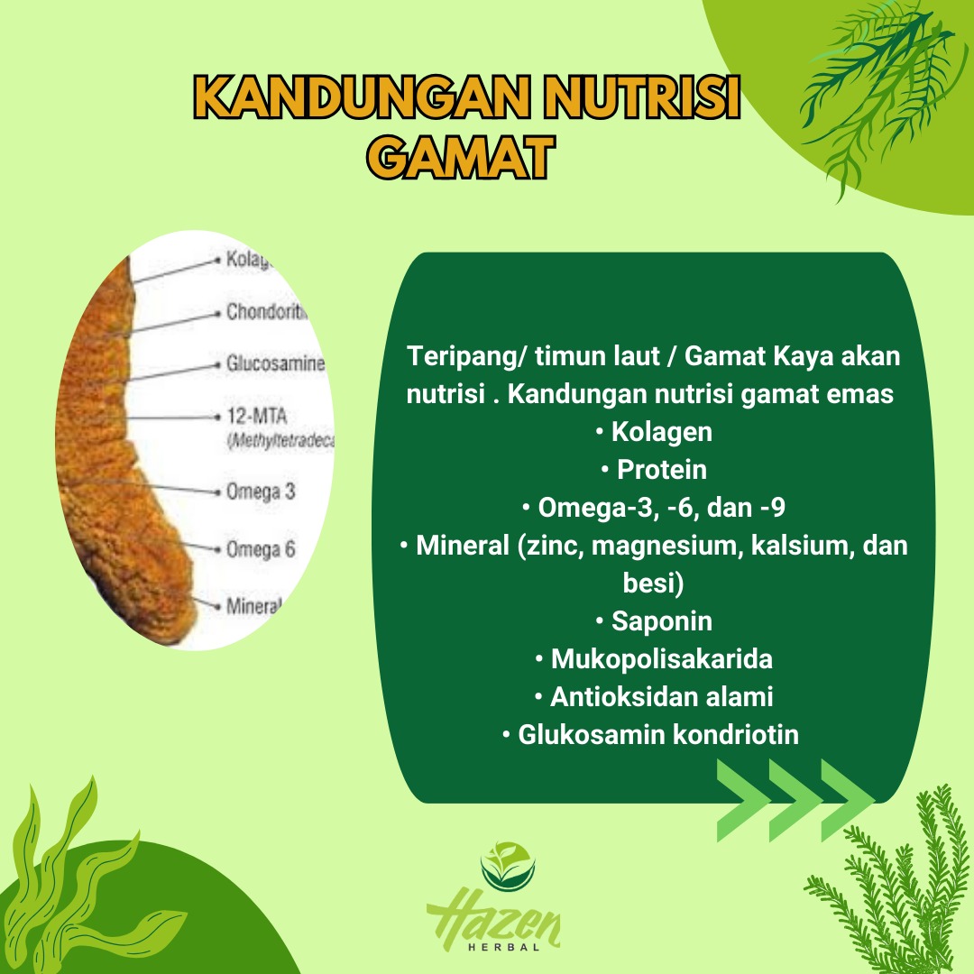 Kandungan Nutrisi pada gamat / teripang