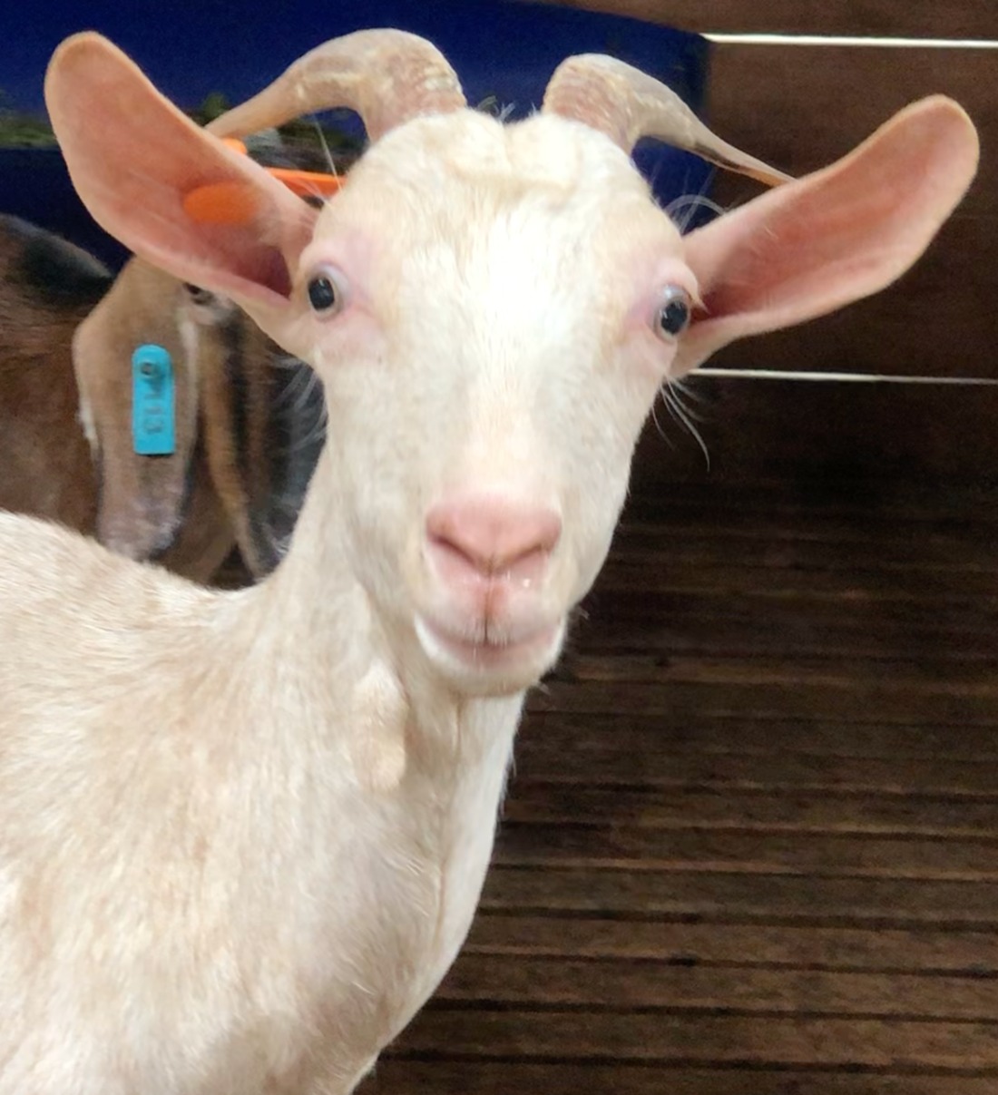 kambing sapera