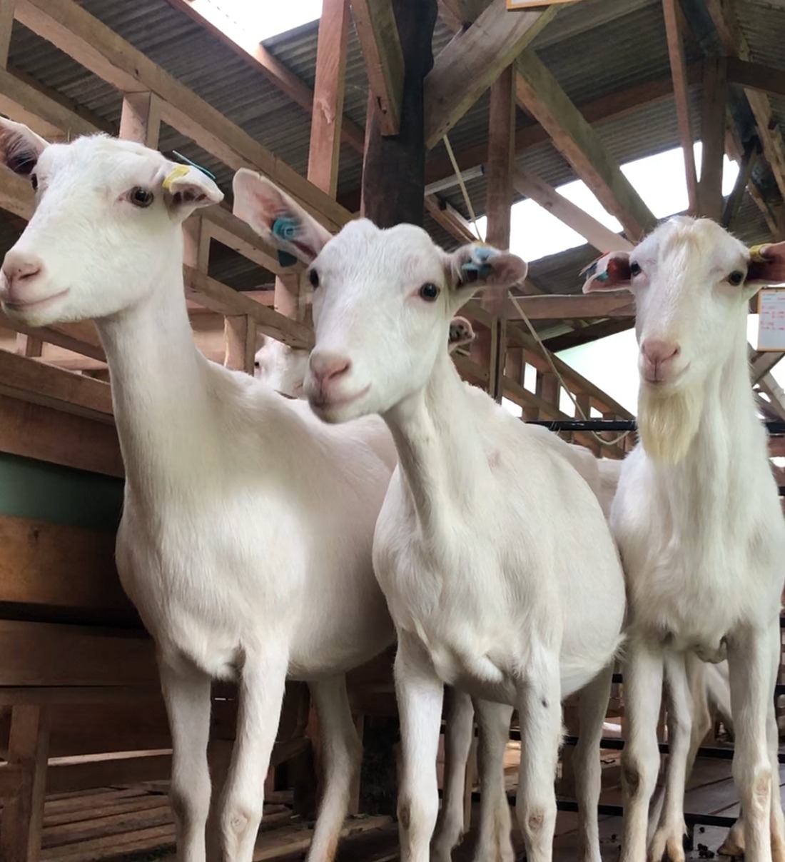 kambing saanen