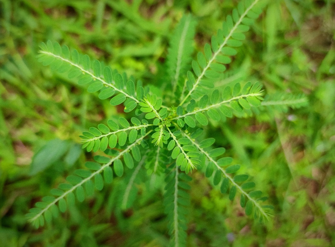 Meniran: Tanaman Herbal dengan Beragam Manfaat Kesehatan