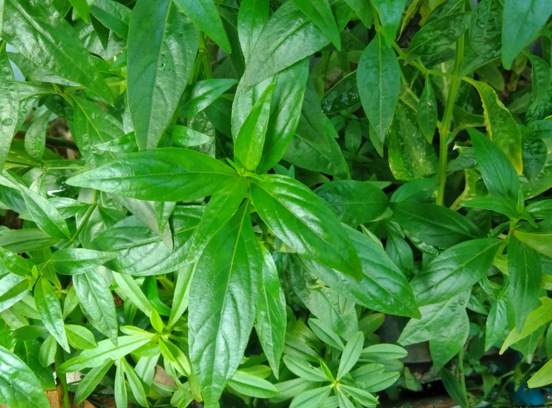 Sambiloto: Herbal Serba Guna untuk Kesehatan