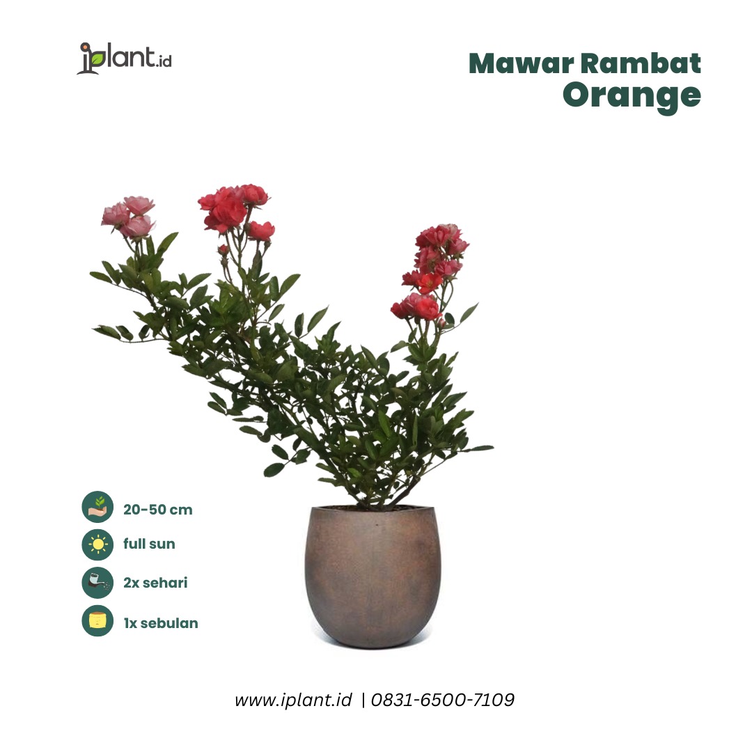 Jala Rambat Mawar Rambat Orange