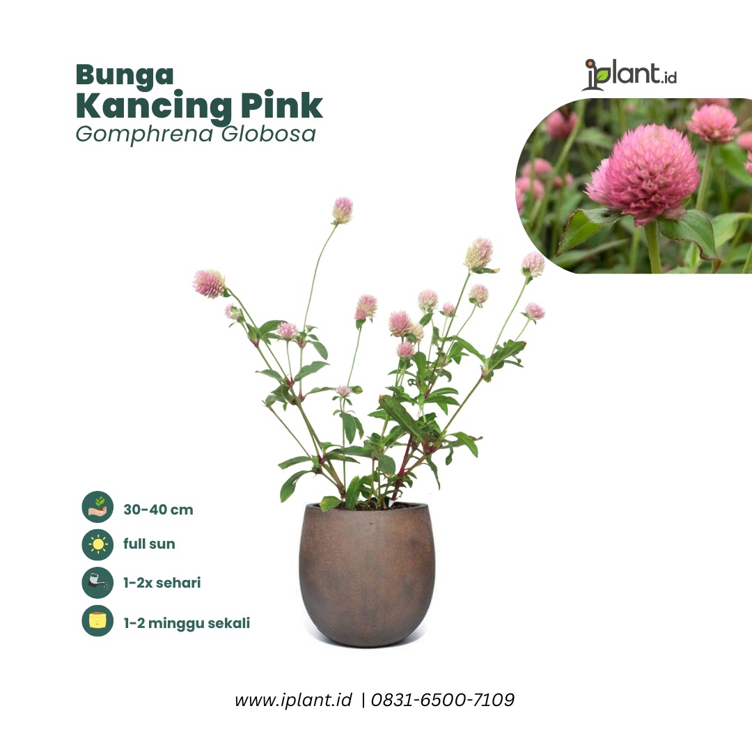 Bunga Kancing Pink