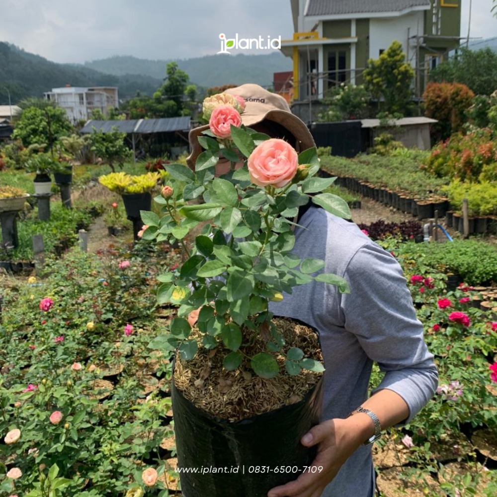 Mawar Impor Lovely Rokoko (Medium)
