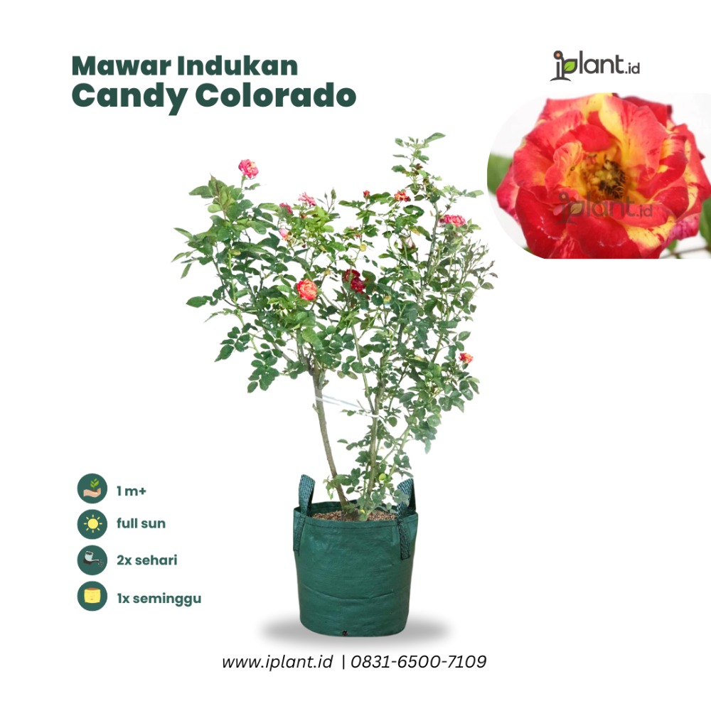 Rose Risoli Colorado Candy Colorado Rose (Indukan)