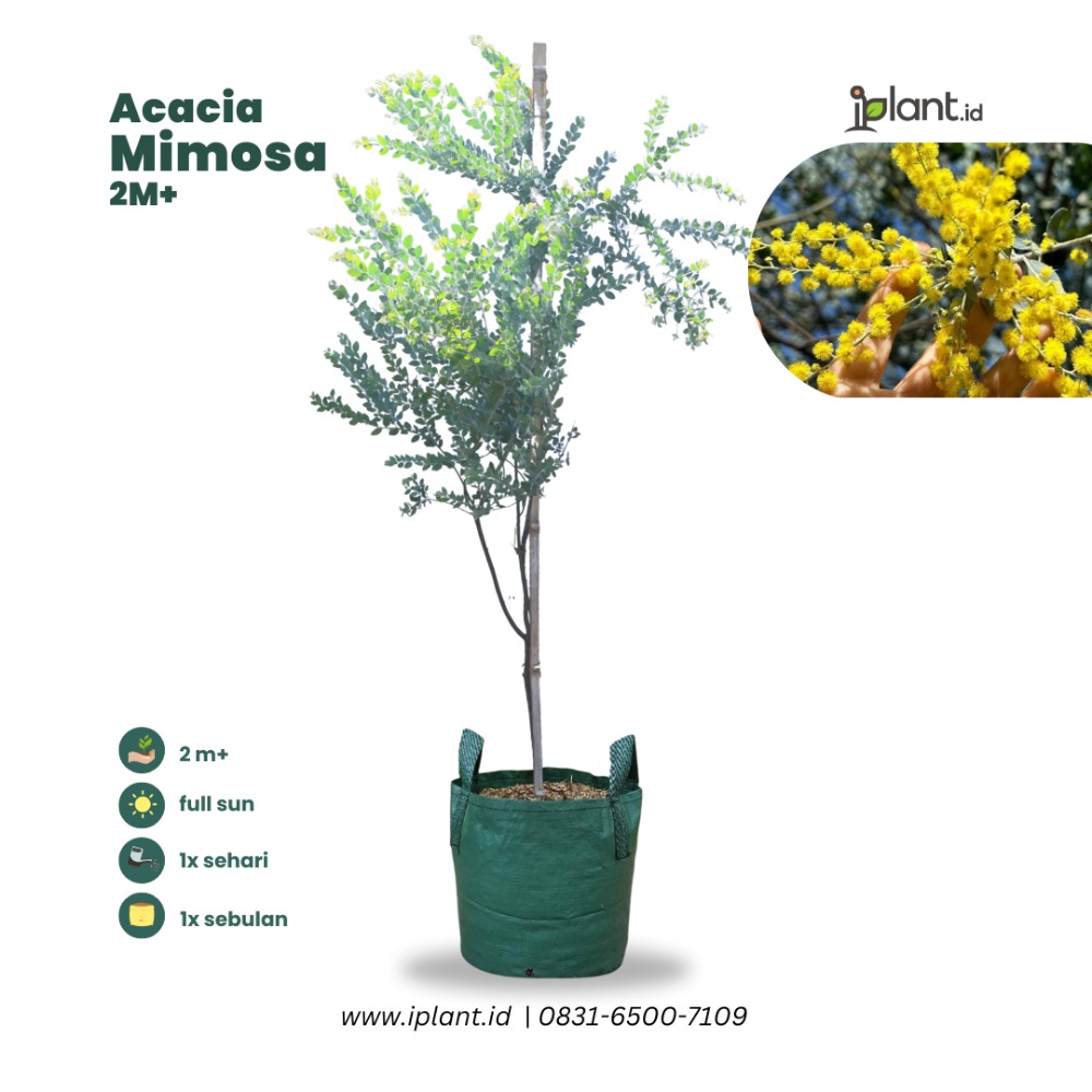 Acacia Mimosa 2 m+