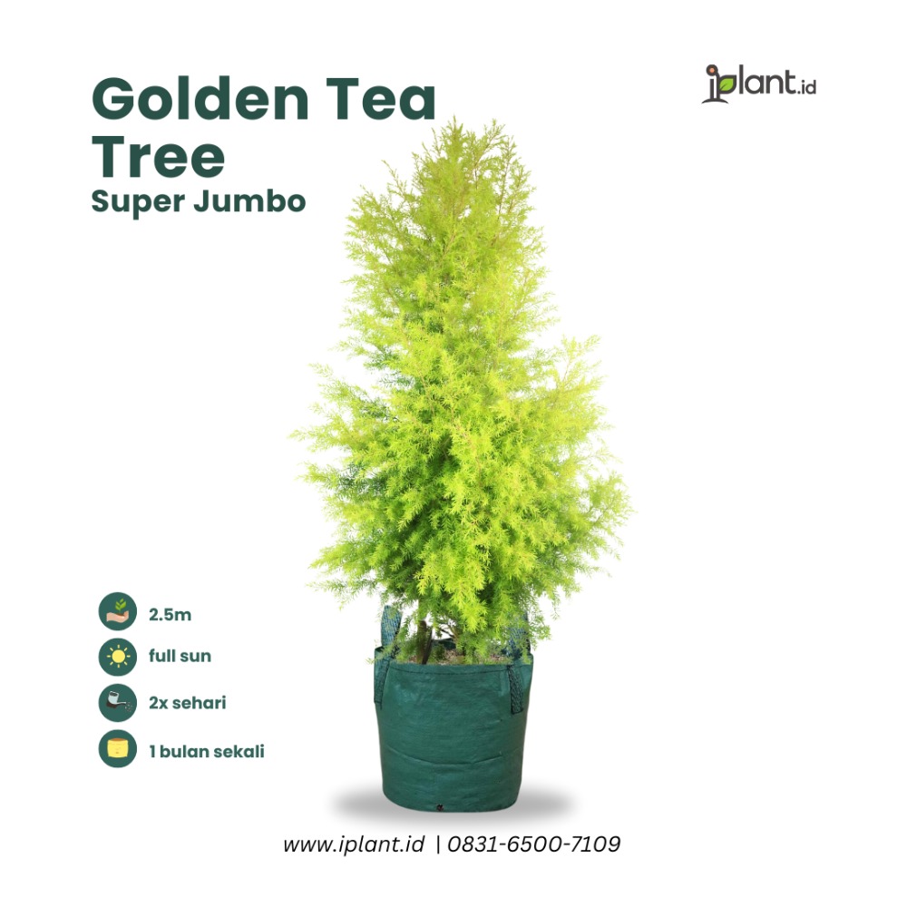 Golden Tea Tree (Super Jumbo)