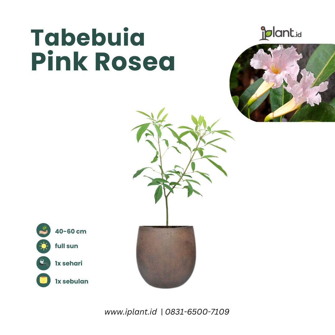 Tabebuia Pink Rosea