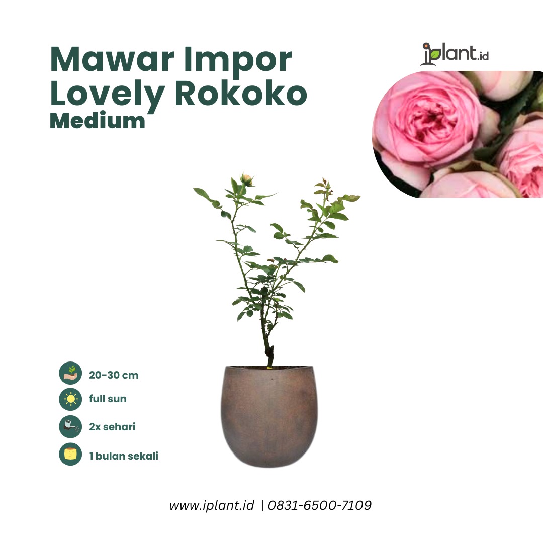 Mawar Impor Lovely Rokoko (Medium)