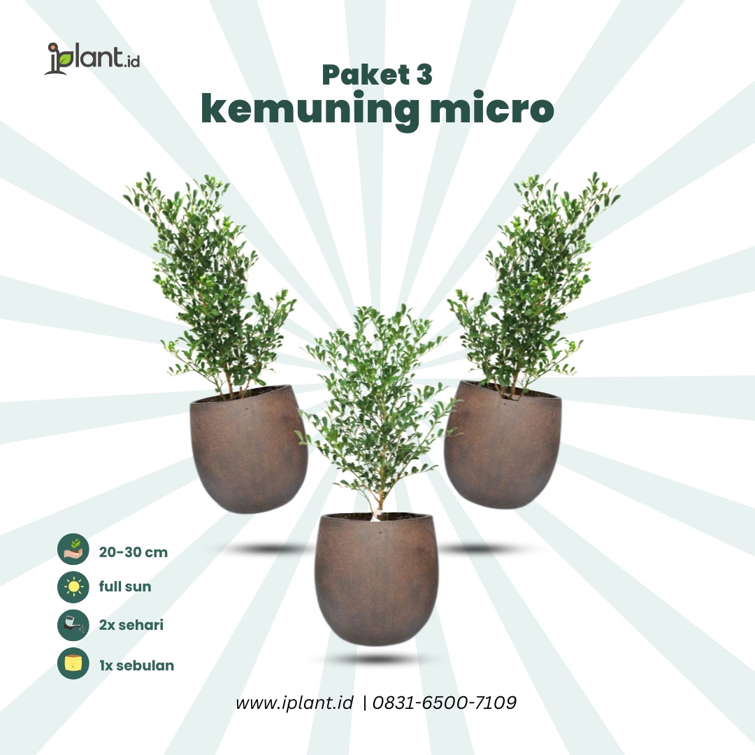 Paket 3 Murraya Paniculata (Kemuning Micro)
