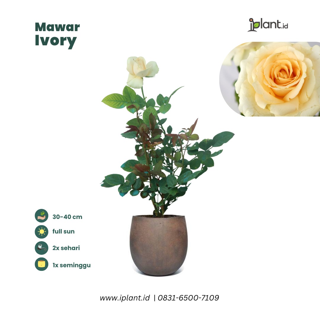 Mawar Ivory