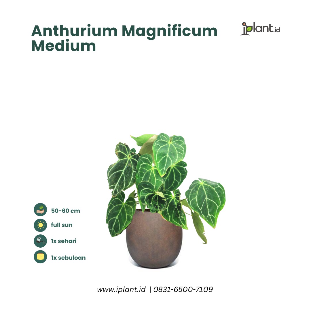 brazil leaf philodendron Heart Leaf Philodendron 