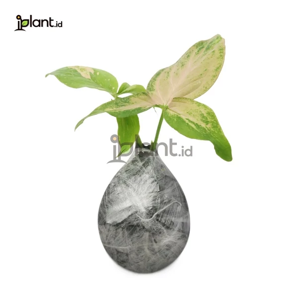Syngonium Pink Splash