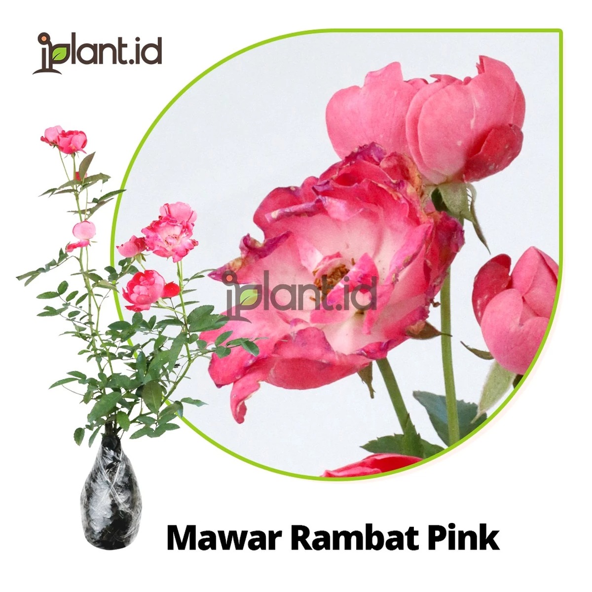 Mawar Rambat Pink