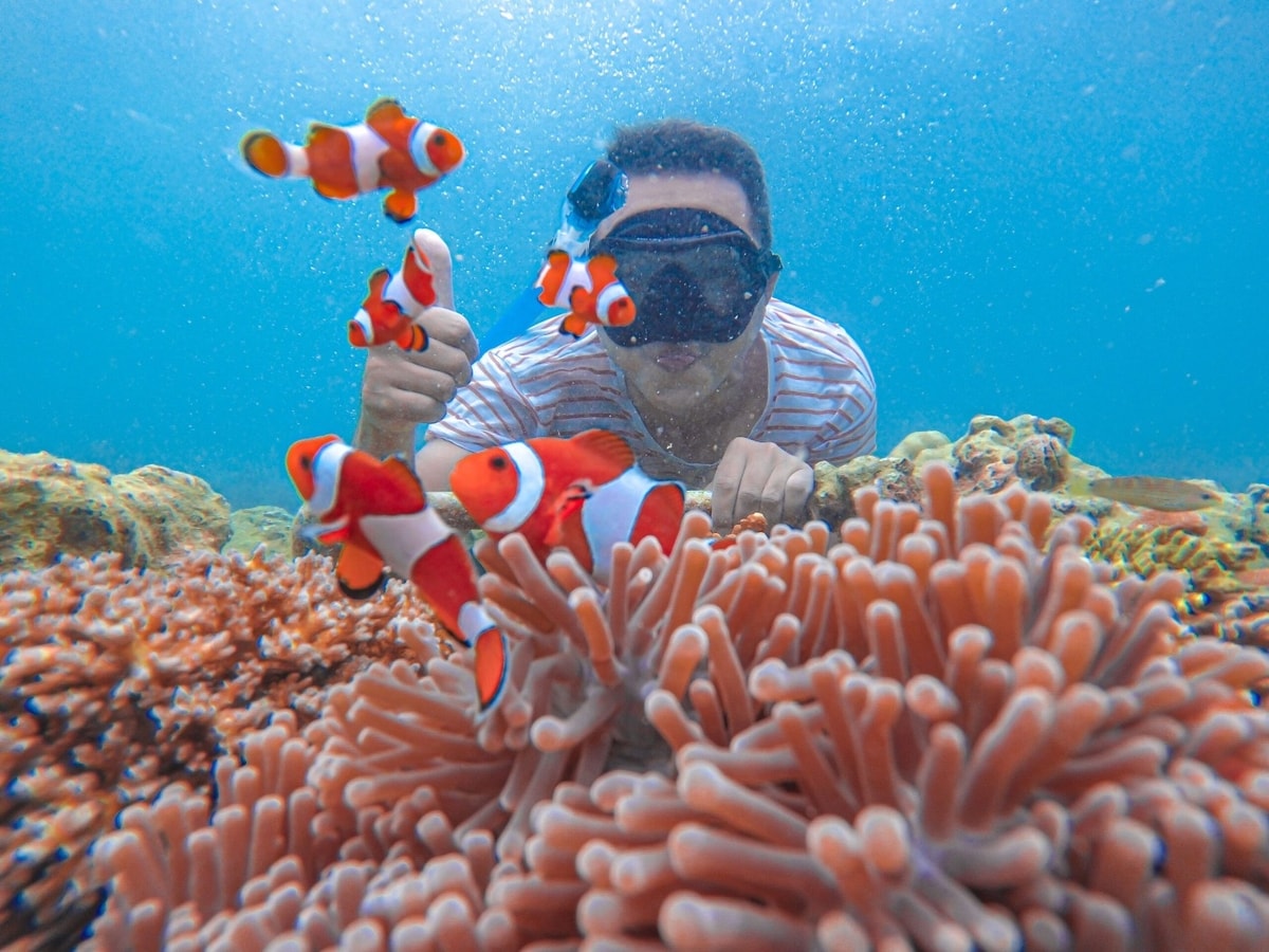 Bermain nemo dengan aman